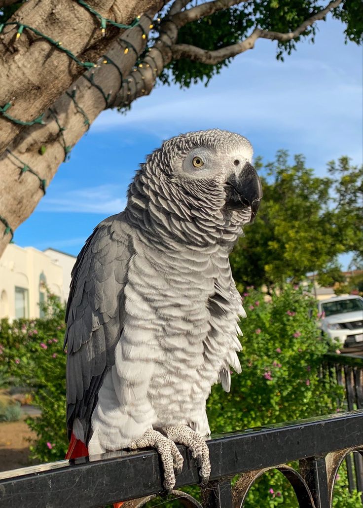 African Grey Parrot